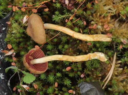 Surprise Webcap (Cortinarius semisanguineus), photo