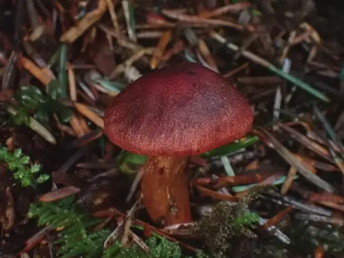 Cortinarius smithii (Cortinarius smithii), photo