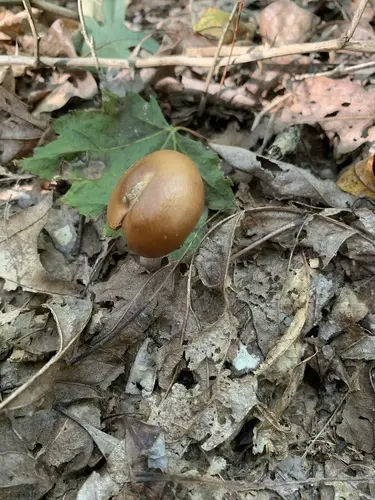 Cortinarius splendidus (Cortinarius splendidus), photo