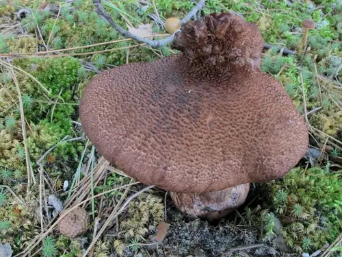Cortinarius squamulosus (Cortinarius squamulosus), photo