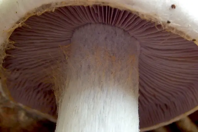 Cortinarius subargentatus (Cortinarius subargentatus), photo