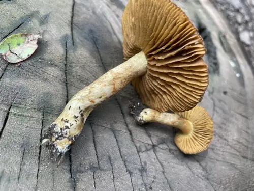 Cortinarius thiersii (Cortinarius thiersii), photo