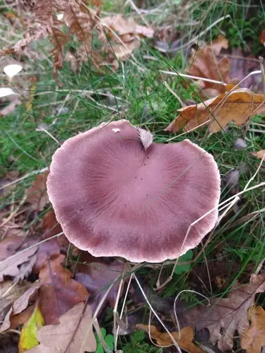 Stocking Webcap (Cortinarius torvus), photo