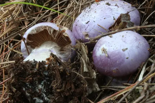 Gassy Webcap (Cortinarius traganus), photo