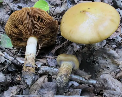 Girdled Webcap (Cortinarius trivialis), photo