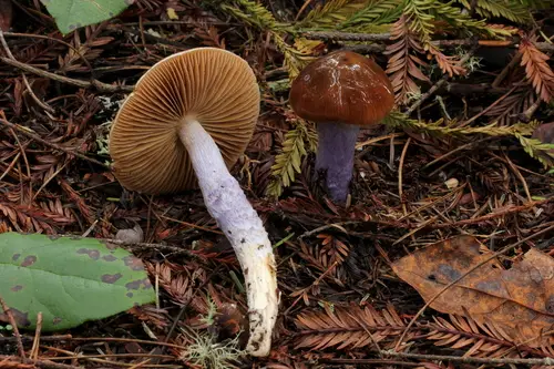 Cortinarius vanduzerensis (Cortinarius vanduzerensis), photo