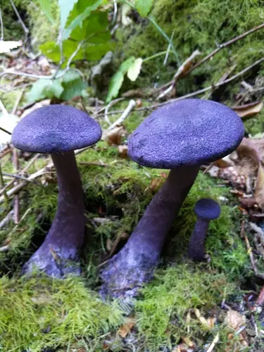 Violet Webcap (Cortinarius violaceus), photo
