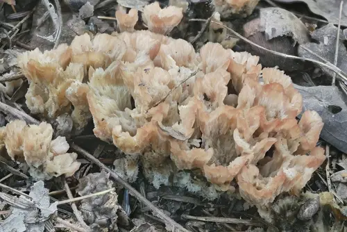 Woolly Rosette (Cotylidia pannosa), photo
