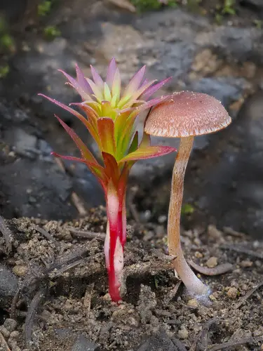 Crassisporium funariophilum (Crassisporium funariophilum), photo