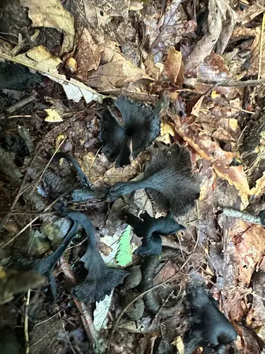 Cerulean Black Trumpet (Craterellus caeruleofuscus), photo