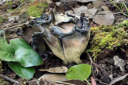 California Black Trumpet (Craterellus calicornucopioides), photo