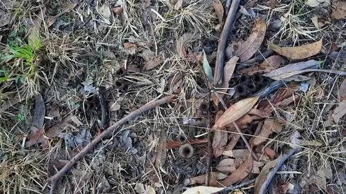 Black Trumpet (Craterellus cornucopioides), photo