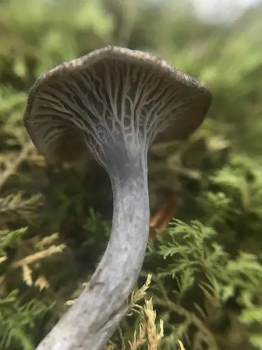 Fragrant Black Trumpet (Craterellus foetidus), photo