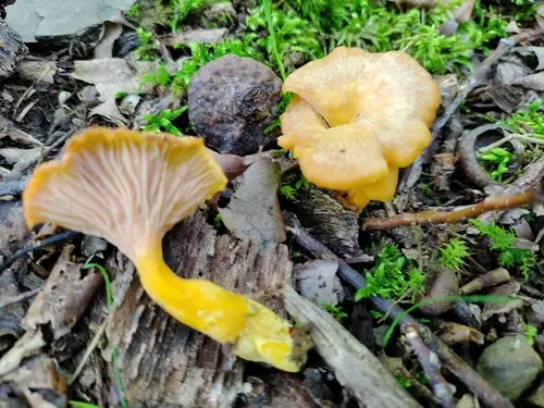 Flame Chanterelle (Craterellus ignicolor), photo
