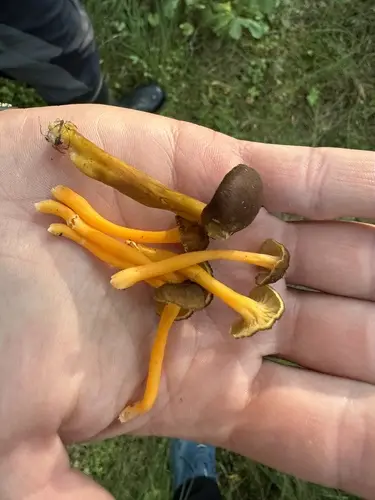 Golden Chanterelle (Craterellus lutescens), photo