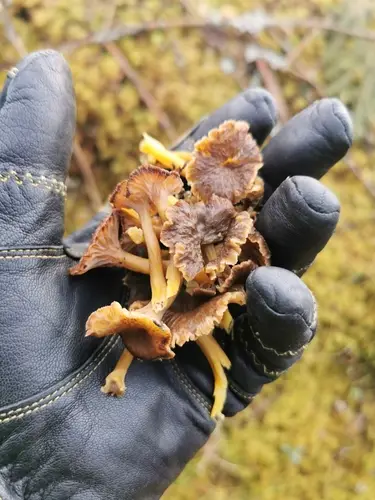 Funnel Chanterelle (Craterellus tubaeformis), photo