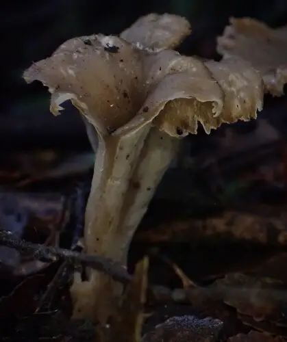 Sinuous Chanterelle (Craterellus undulatus), photo