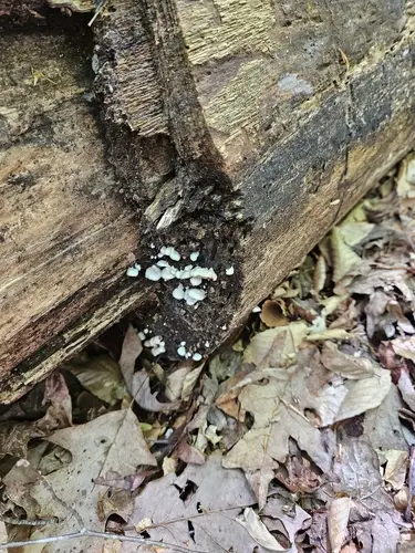 Crepidotus alabamensis (Crepidotus alabamensis), photo