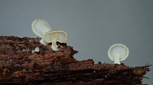 Flat Crep (Crepidotus applanatus), photo
