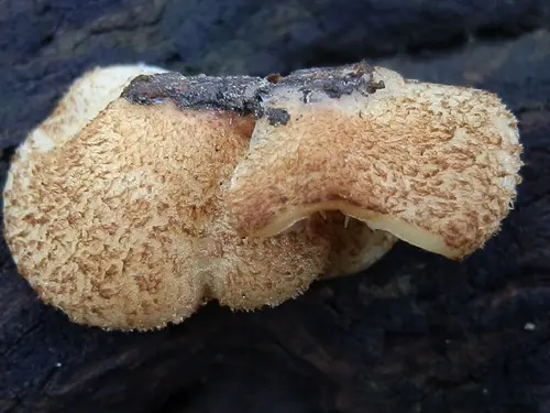 Scaly Oysterling (Crepidotus calolepis), photo
