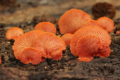 Cinnabar Oysterling (Crepidotus cinnabarinus), photo