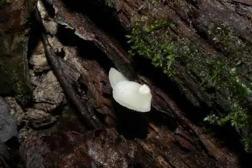 Crepidotus conchatus (Crepidotus conchatus), photo