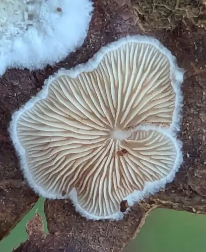 Grass Oysterling (Crepidotus epibryus), photo