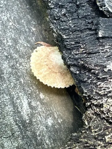 Crepidotus kauffmanii (Crepidotus kauffmanii), photo