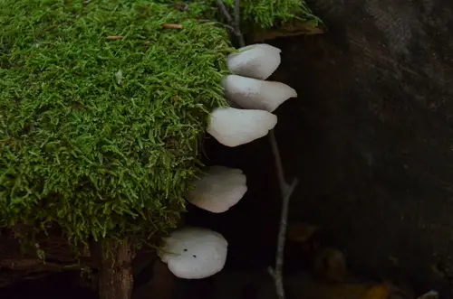 Crepidotus malachius (Crepidotus malachius), photo