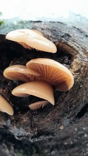 Peeling Oysterling (Crepidotus mollis), photo