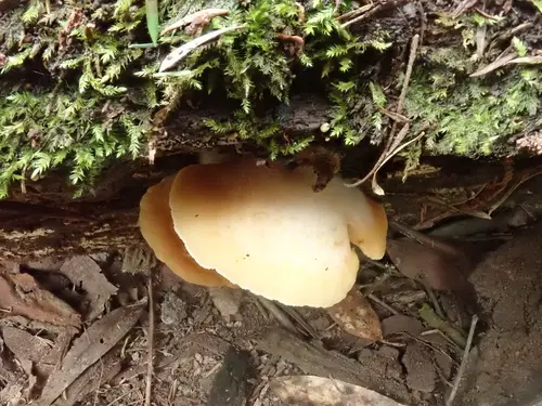 Crepidotus nephrodes (Crepidotus nephrodes), photo