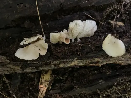 Crepidotus stipitatus (Crepidotus stipitatus), photo