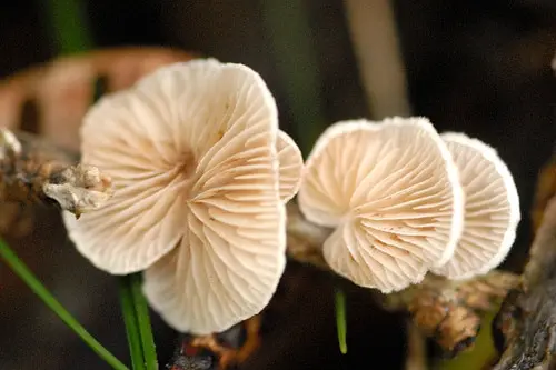 Variable Oysterling (Crepidotus variabilis), photo