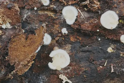 Crepidotus versutus (Crepidotus versutus), photo