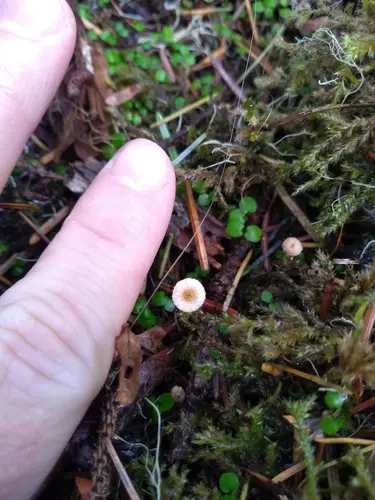 Spruce Sprite (Crinipellis piceae), photo