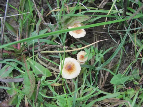 Hairy Parachute (Crinipellis scabella), photo