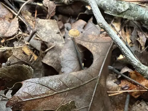 Crinipellis setipes (Crinipellis setipes), photo