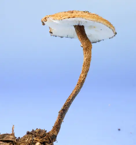Zoned Hairy Parachute (Crinipellis zonata), photo