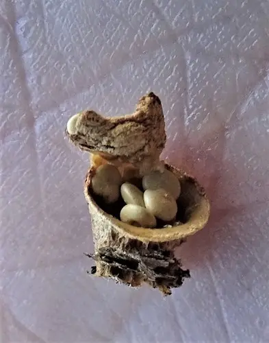 Common Bird's Nest (Crucibulum laeve), photo