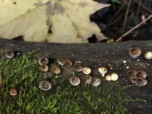 Crucibulum parvulum (Crucibulum parvulum), photo
