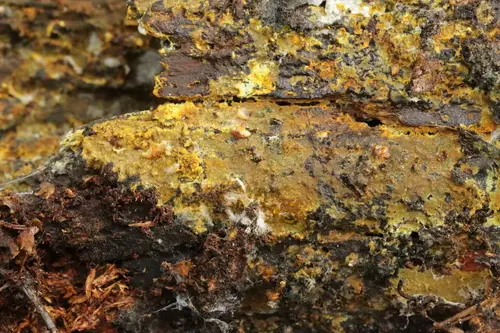 Crustoderma dryinum (Crustoderma dryinum), photo
