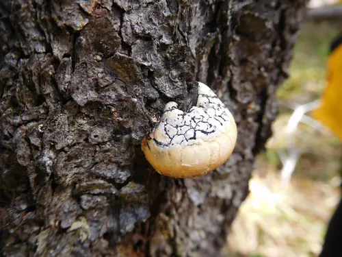 Cryptic Globe Fungus (Cryptoporus volvatus), photo