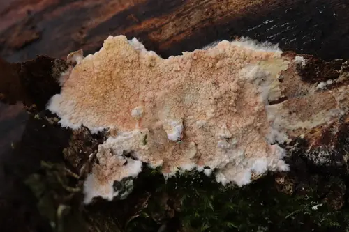 Crystallicutis serpens (Crystallicutis serpens), photo