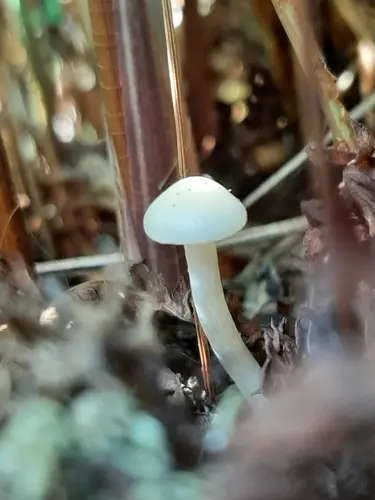 Cuphophyllus borealis (Cuphophyllus borealis), photo