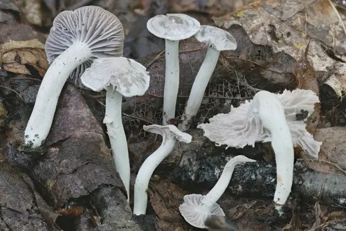 Cuphophyllus canescens (Cuphophyllus canescens), photo