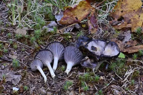 Grey Waxcap (Cuphophyllus lacmus), photo