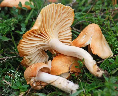 Meadow Waxcap (Cuphophyllus pratensis), photo