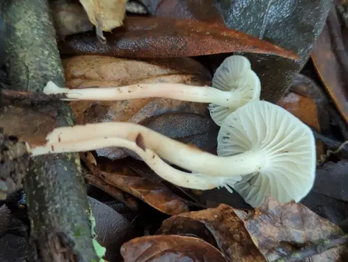 Cedarwood Waxcap (Cuphophyllus russocoriaceus), photo