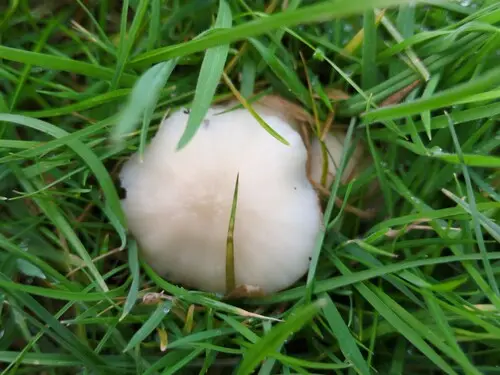Snowy Waxcap (Cuphophyllus virgineus), photo