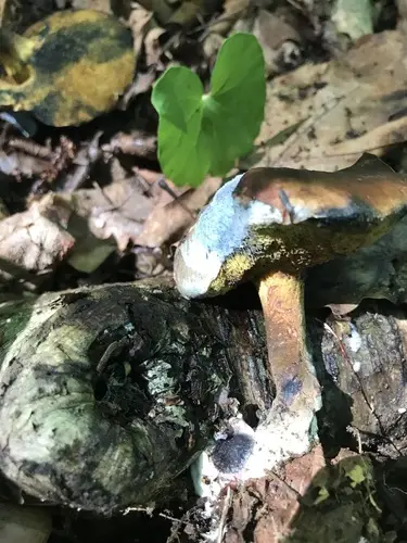 Cyanoboletus cyaneitinctus (Cyanoboletus cyaneitinctus), photo